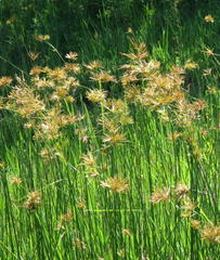 Cyperus natalensis