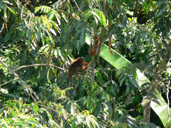 Plecturocebus discolor