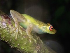 Aplastodiscus arildae