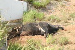 Bos indicus × taurus