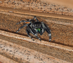 Phidippus workmani