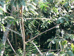 Saguinus tripartitus