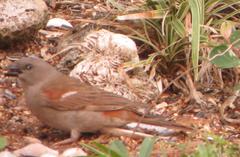 Passer diffusus stygiceps