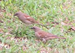 Passer diffusus stygiceps