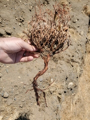 Eriogonum wrightii trachygonum