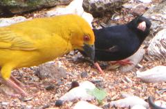 Ploceus subaureus subaureus