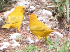 Ploceus subaureus subaureus