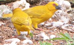 Ploceus subaureus subaureus