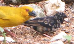 Ploceus subaureus subaureus