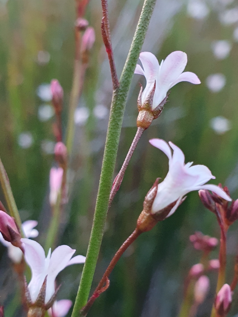 Water Pimpernel