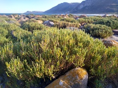 Salicornia littorea