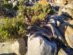 Salicornia littorea