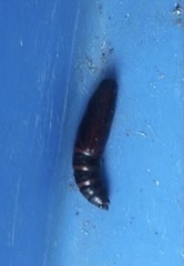 Lepidoptera