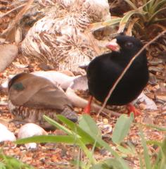 Vidua funerea funerea