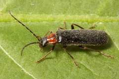 Rhagonycha excavata