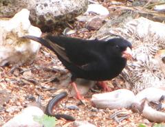 Vidua funerea funerea