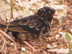 Vidua funerea funerea