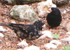 Vidua funerea funerea