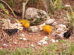 Vidua funerea funerea