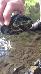 Sternotherus