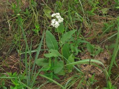 Parthenium hispidum