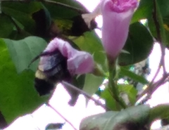 Bombus pensylvanicus image