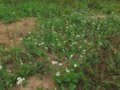Parthenium hispidum