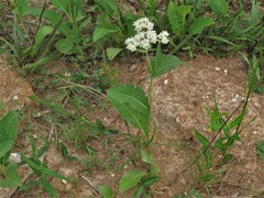 Parthenium hispidum