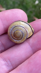 Cepaea nemoralis