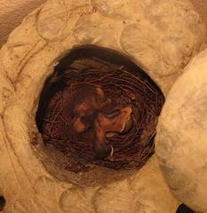 Cossypha natalensis natalensis