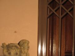 Cossypha natalensis natalensis