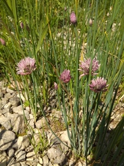 Allium altyncolicum