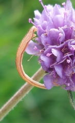 Eupithecia centaureata