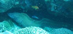 Gymnothorax favagineus