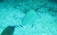 Chaetodon guttatissimus