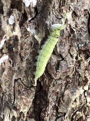 Apaturinae