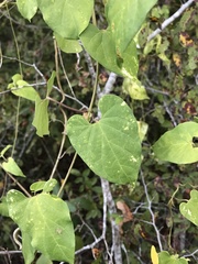 Cynanchum unifarium