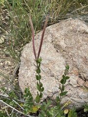 Mandevilla brachysiphon
