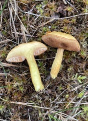 Chalciporus rubinellus