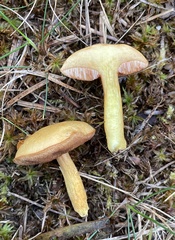 Chalciporus rubinellus