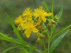 Hypericum adpressum