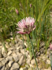 Allium altyncolicum