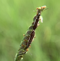 Paromius longulus