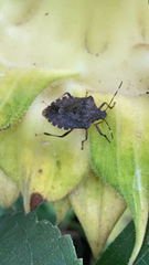 Halyomorpha halys