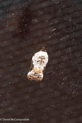 Acleris nivisellana