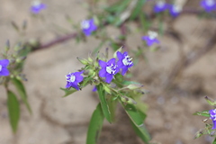 Hydrolea zeylanica