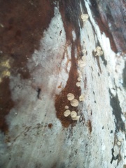 Gloiocephala