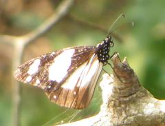 Amauris ochlea ochlea