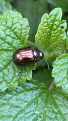 Chrysolina americana