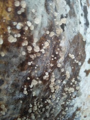 Gloiocephala